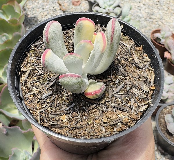 COTY. FLANAGANII VAR. POTE 9