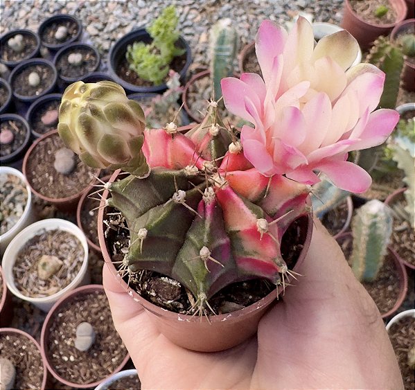 GYMNOCALYCIUM MIHANOVICHII (3) POTE 6