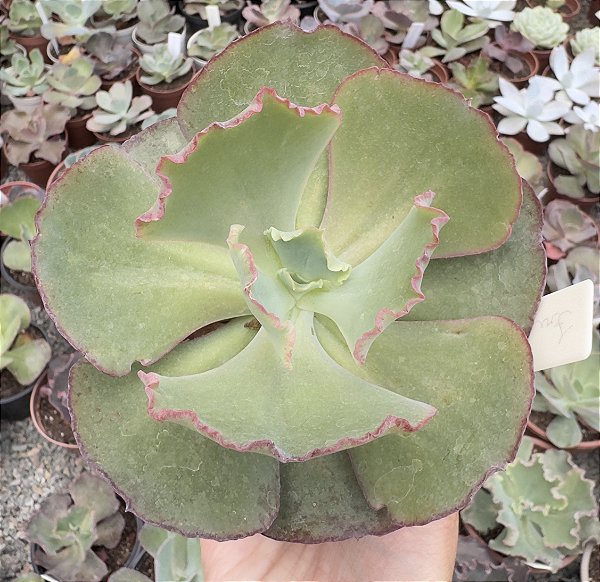 E. GIBB. FIRE AND ICE POTE 11