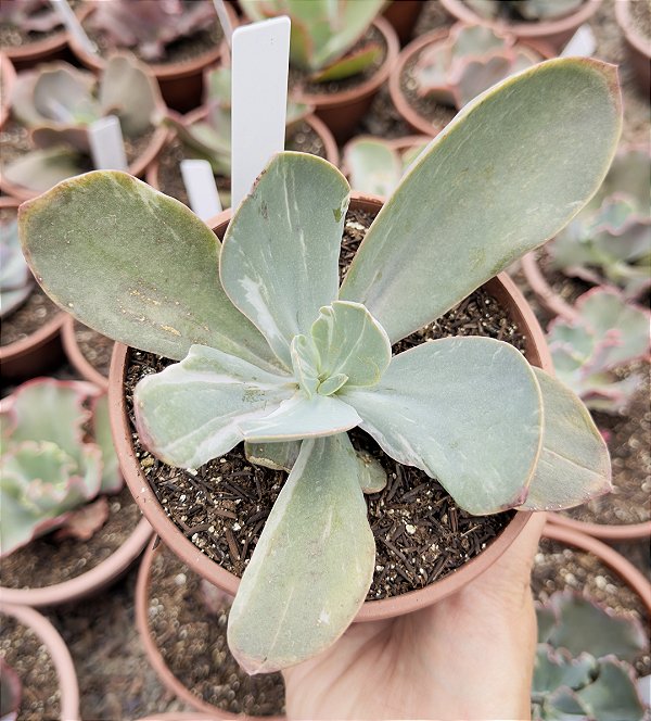 E. GERMAN VAR. CUIA 13