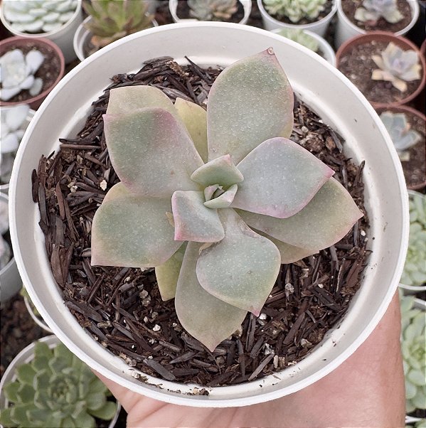 GRAP. PURPLE DELIGHT POTE 9