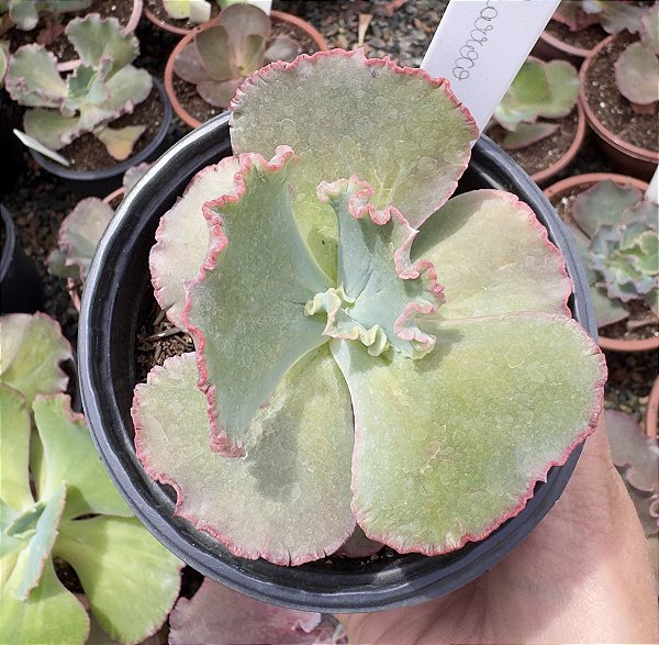 E. GIBB. BARROCO POTE 11