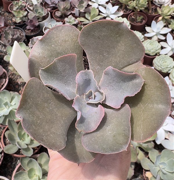 E. GIBB. VIOLACINA POTE 9