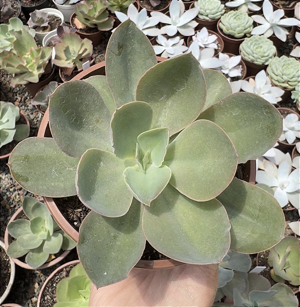 E. GIBB. HB. ASIÁTICA CUIA 13