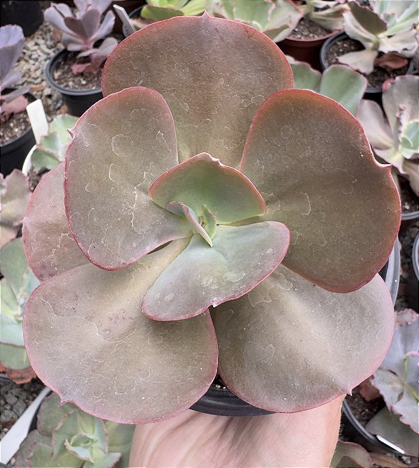 E. GIBB. RAINBOW POTE 11