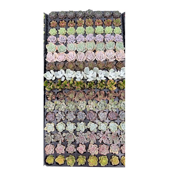 BANDEJA MISTA 128 PLUGINS