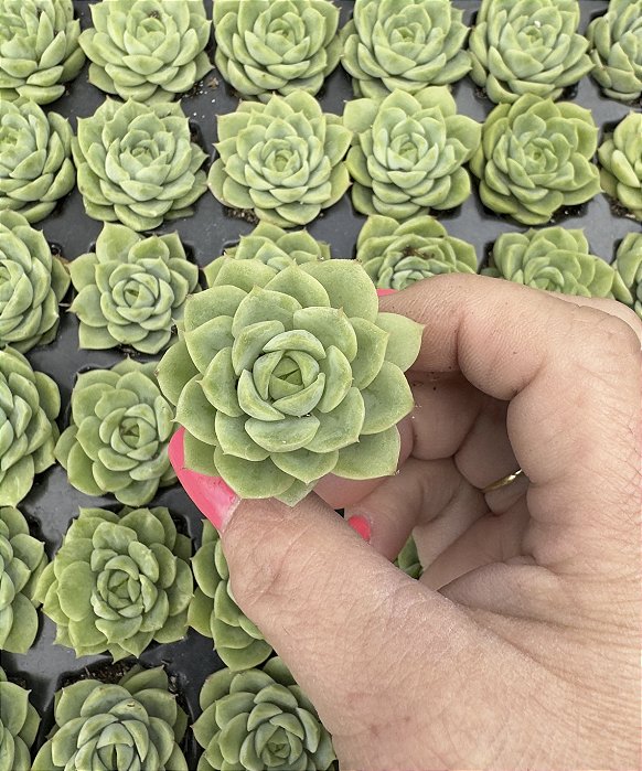 E. LIME´N CHILE PLUG