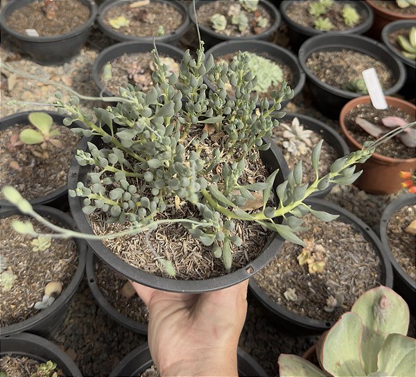 SENECIO CITRIFORMIS COLÔNIA CUIA 17