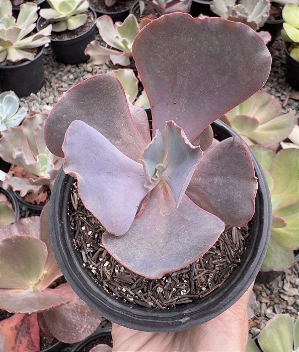 E. GIBB. DAKOTA POTE 9