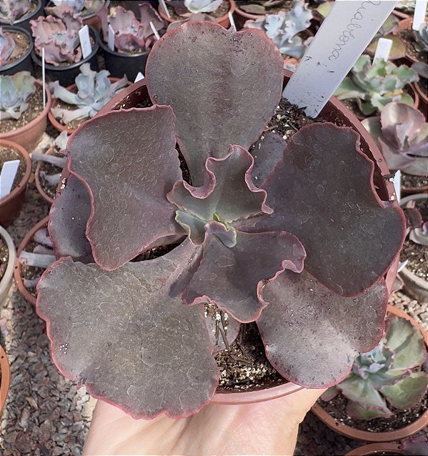 E. GIBB. DIABLONA POTE 11