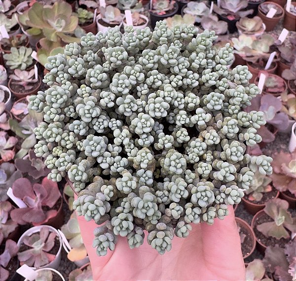 SED. LILAC MOND POTE 9
