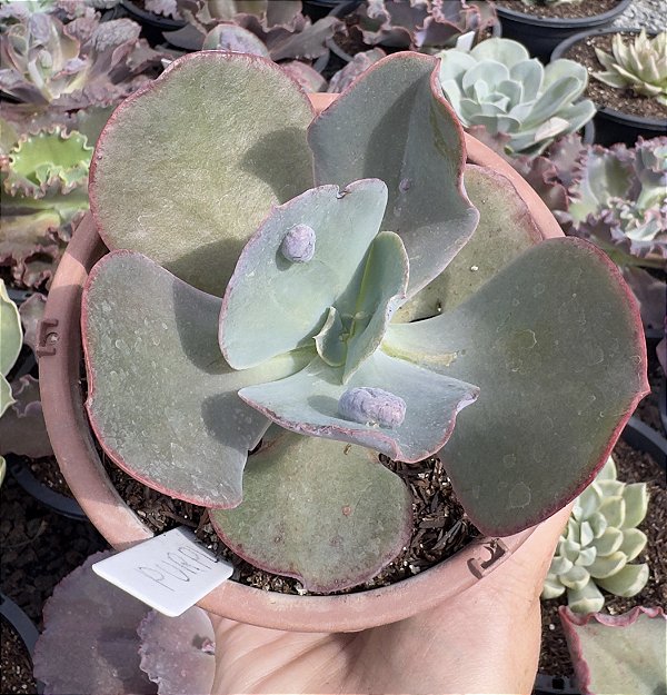 E. GIBB. PURPLE CREAM CUIA 13