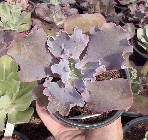 E. GIBB. MIST IMPORTADA (CARÚNCULAS) POTE 11