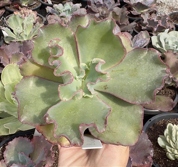 E. GIBB. BUBBLE GUM (CARÚNCULAS) CUIA 13