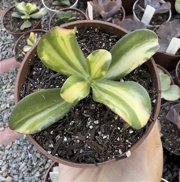 C. SUNSET VARIEGATA POTE 9