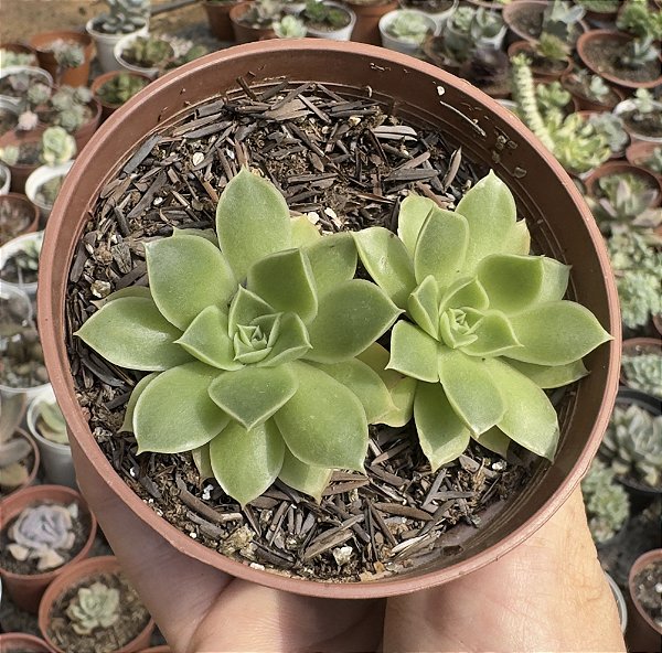 E. LONGISSIMA COM CARÚNCULAS POTE 9