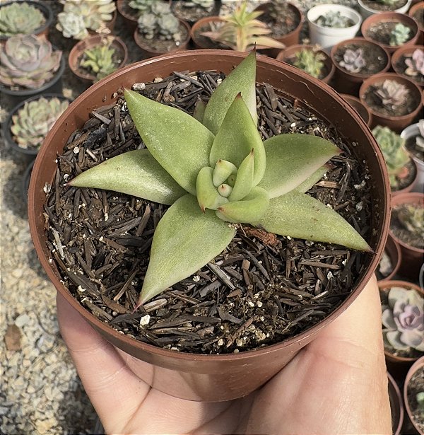 E. RYAN VAR.(POUCA VARIEGAÇÃO) POTE 9