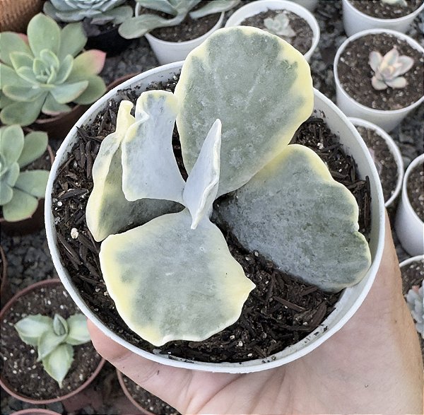 COTY. ONDULATA VAR. POTE 9 pouca raiz