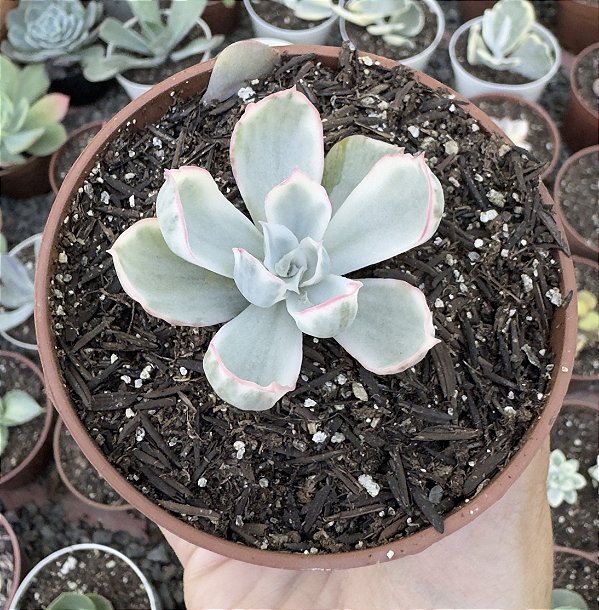 E. BERKELEY VAR. POTE 9 pouca raiz