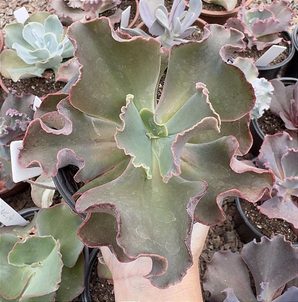 E. GIBB. MOROCHA (CARÚNCULAS) POTE 11