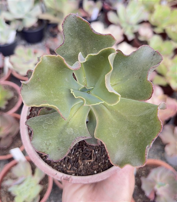 E. GIBB. MOROCHA (CARÚNCULAS) CUIA 13