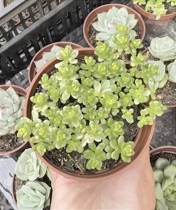 SED. ALBUM ATHOUN VAR. POTE 9