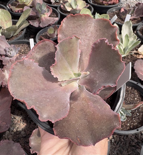 E. GIBB. BITTERSWEET POTE 11