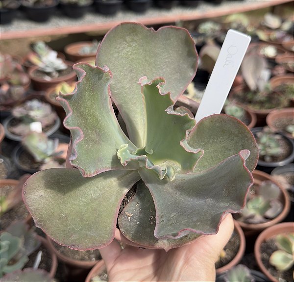 E. GIBB. DALE CUIA 13