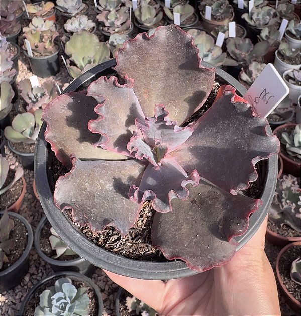 E. GIBB. ZAFIRO CUIA 13