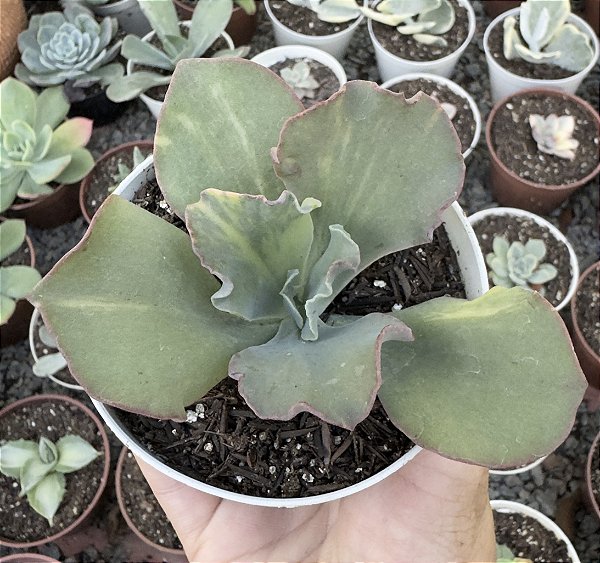 E. CAN CAN VAR. POTE 11 pouca raiz