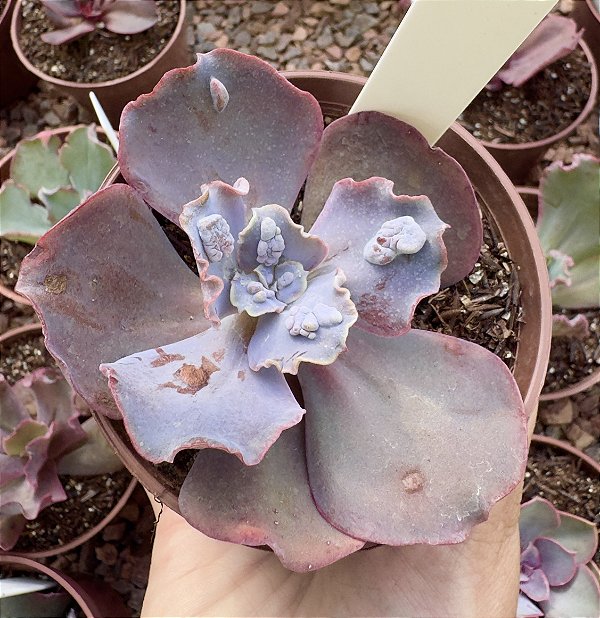 E. GIBB. MARBLE IMPORTADA POTE 9