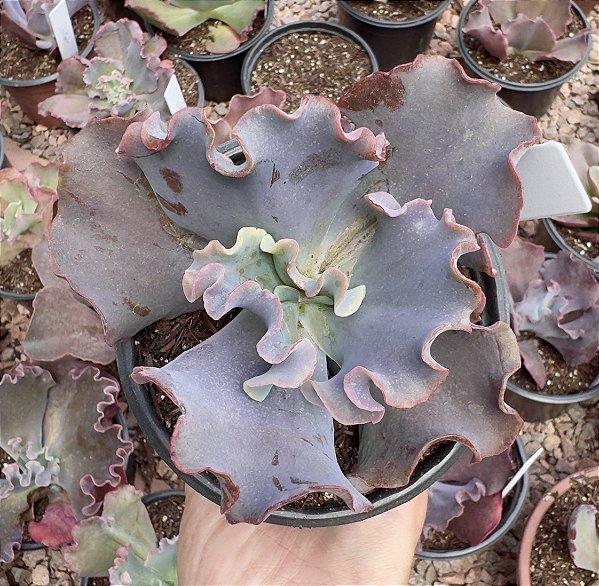 E. GIBB. AVOCADO POTE 11