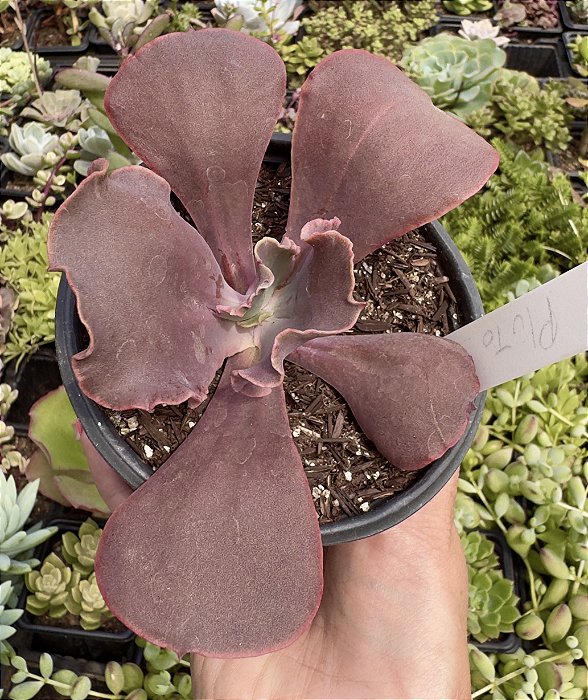 E. GIBB. PLUTO POTE 11