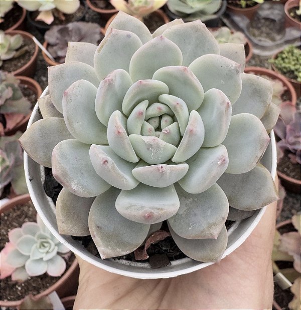 E. PUMILA X MONT BLANC POTE 9