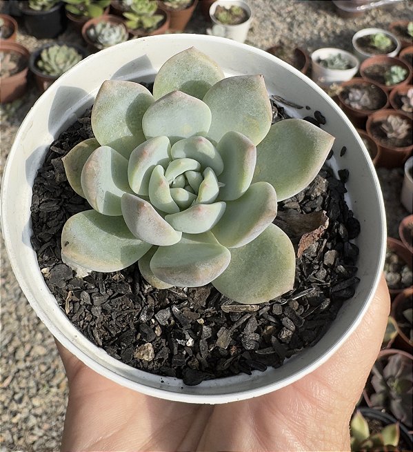 E. PUMILA X MONT BLANC POTE 9