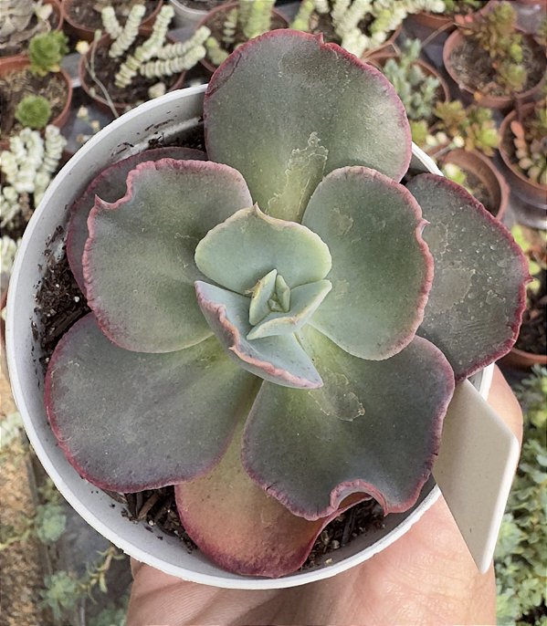 E.GIBB. LEGIANA POTE 9
