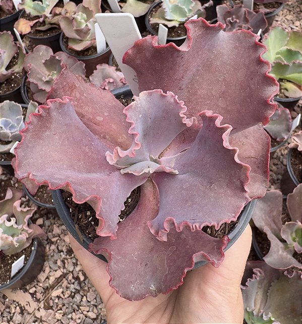 E. GIBB. RED PLANET POTE 11