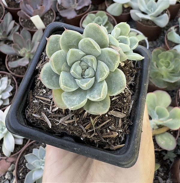 E. ALBINDROPS POTE 7