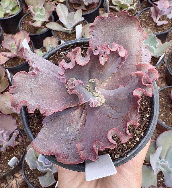 E. GIBB. CARMEN POTE 11