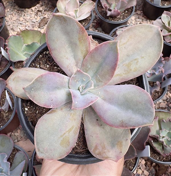 E. JOSI CARDOSO POTE 11