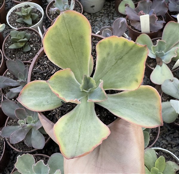 E. TORNADO VAR. POTE 9