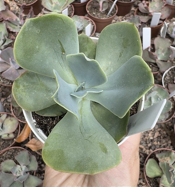 E. GIBB. PAPAGENO POTE 9