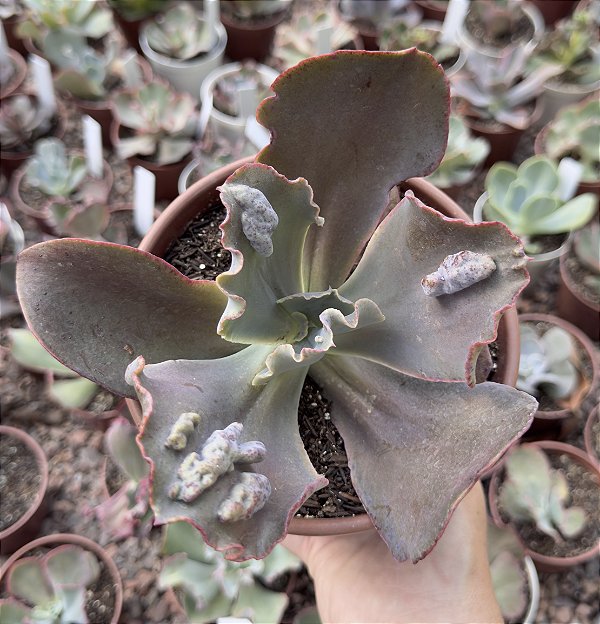 E. GIBB. MAGIC LAMP (CARÚNCULAS) POTE 15