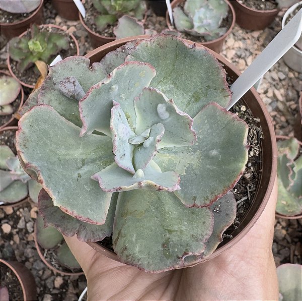 E. GIBB. ALHAMBRA (CARÚNCULAS) POTE 9