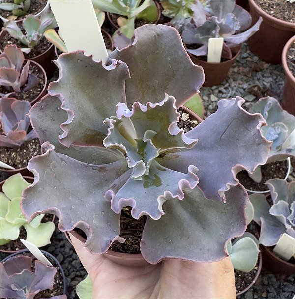 E. GIBB. DELPHINUS POTE 9