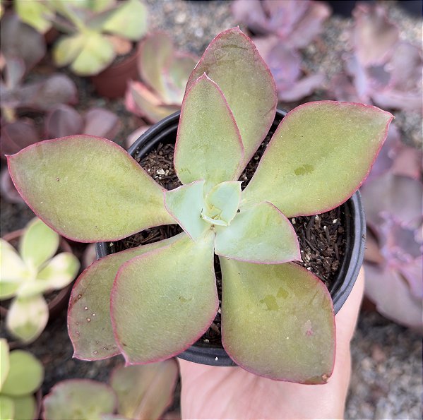 E. GIBB. HB COREANA POTE 11