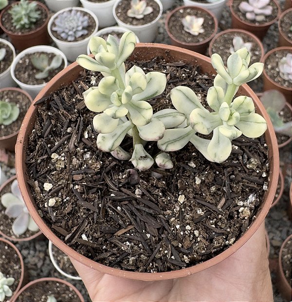 E. MACDOUGALLII VAR. POTE 9