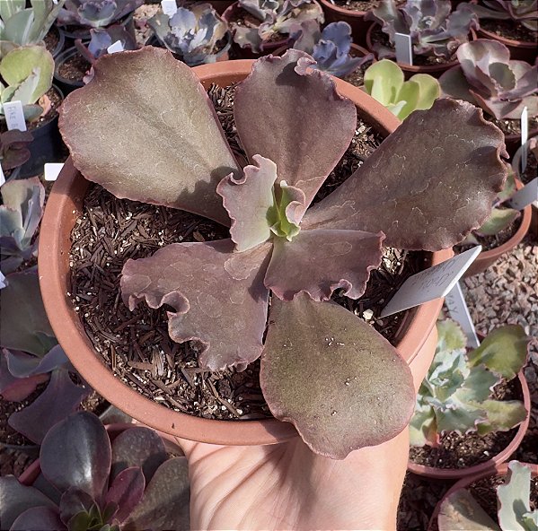 E. GIBB. CHICHI CHOCOLATE POTE 11