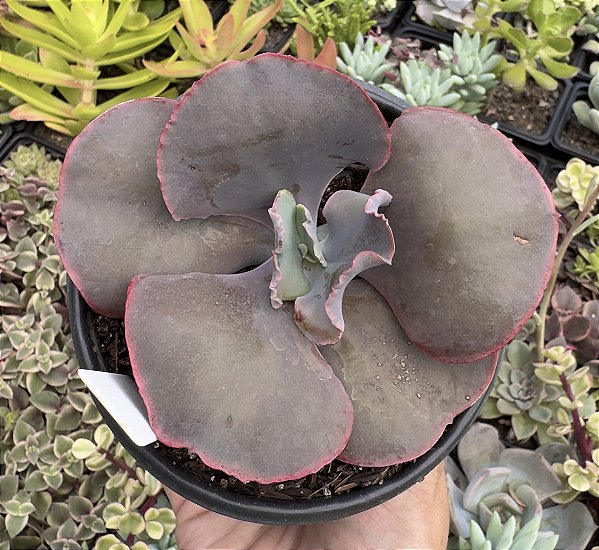 E. GIBB. NINETE NINE POTE 11