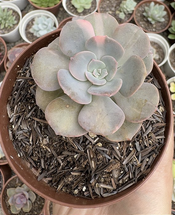 E. VENEZUELENSIS VAR. POTE 9